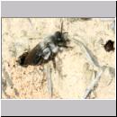 Andrena vaga - Weiden-Sandbiene -02- w09 13mm.jpg